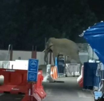 কলাইকুন্ডা এয়ারফোর্স এর ভেতরে ঢুকে পড়লো একটি  হাতি!