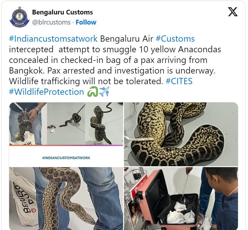 দশটি হলুদ অ্যানাকোন্ডা পাচারের চেষ্টা, ধরা পড়লো বেঙ্গালুরুর কেম্পেগৌড়া আন্তর্জাতিক বিমানবন্দরে!