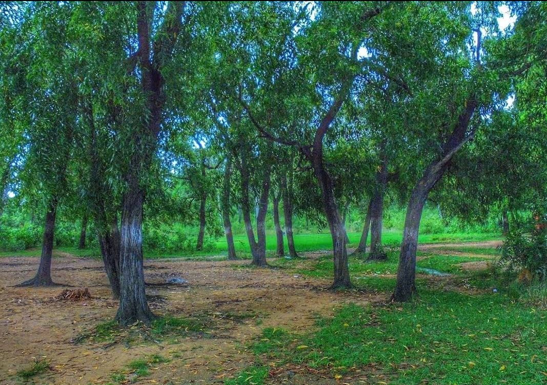 বোলপুর,শান্তিনিকেতনের সোনাঝুরি!