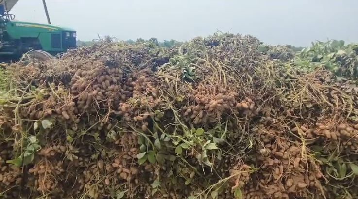 চিনা বাদাম চাষ করে ক্ষতির মুখে বিষ্ণুপুর জয়পুর বাকাদহ বাগদহরা সহ এলাকার কৃষকেরা!