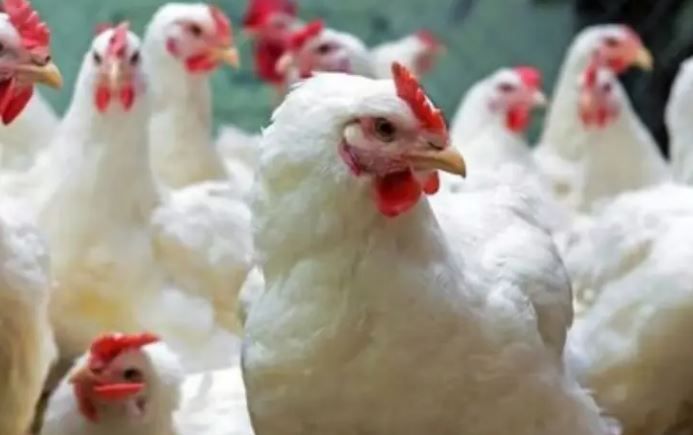 চার বছরের শিশুর শরীরে বার্ড ফ্লু শনাক্ত বাংলায়, উদ্বেগ জানিয়েছে বিশ্ব স্বাস্থ্য সংস্থা!