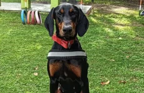 কর্নাটকে এমনই এক অপরাধীকে ধরিয়ে দিল পুলিশ কুকুর!