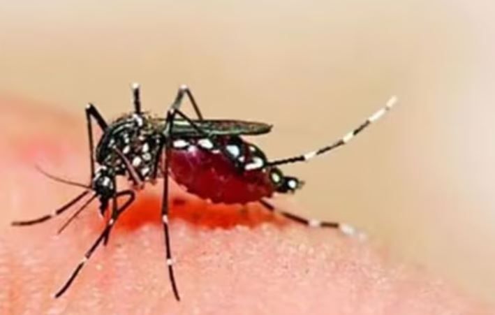 বর্ষার ডেঙ্গি দাপট, বাড়ছে আক্রান্ত!