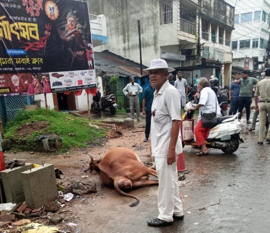 বিদ্যুৎস্পৃষ্ট হয়ে মৃত্যু হল দুটো নিরীহ প্রাণীর!