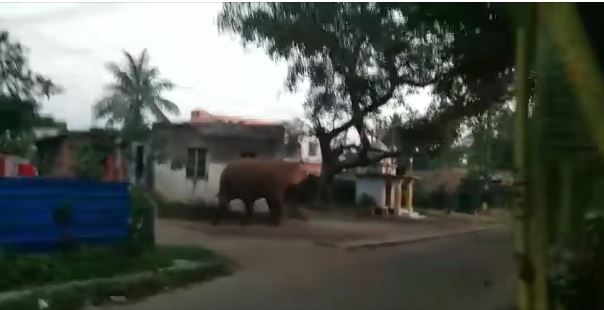 খড়গপুরে ঢুকে পড়ল হাতির পাল!