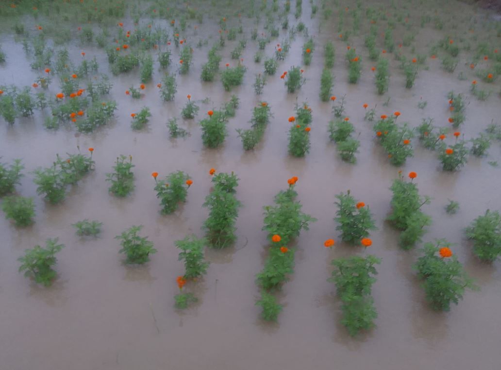 চলতি বছরের ভয়াবহ বন্যা ও ঘূর্ণিঝড়"দানা"র প্রভাবে ফুলচাষের ব্যাপক ক্ষতির পরিপ্রেক্ষিতে ফুলচাষীদের অবিলম্বে ক্ষতিপূরণ প্রদানের দাবীতে উদ্যান পালন দপ্তরের মন্ত্রী ও সচিবকে স্মারকলিপি!