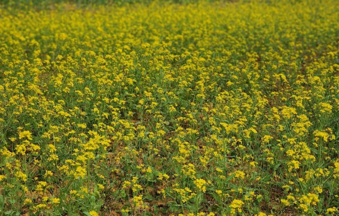 পশ্চিম মেদিনীপুরের ভাদুলিয়ার পাশে "পলাশ গাঁ" আদর্শ  মডেল গ্রাম!
