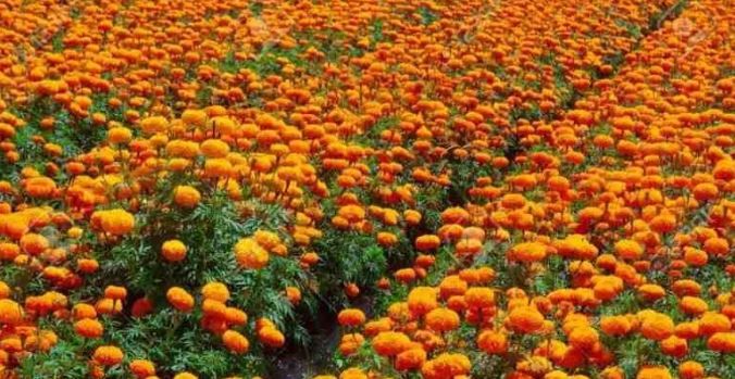 খড়গপুরের বড়কলায় চাষ হছে গাঁদা ও সরিষার ক্ষেত!