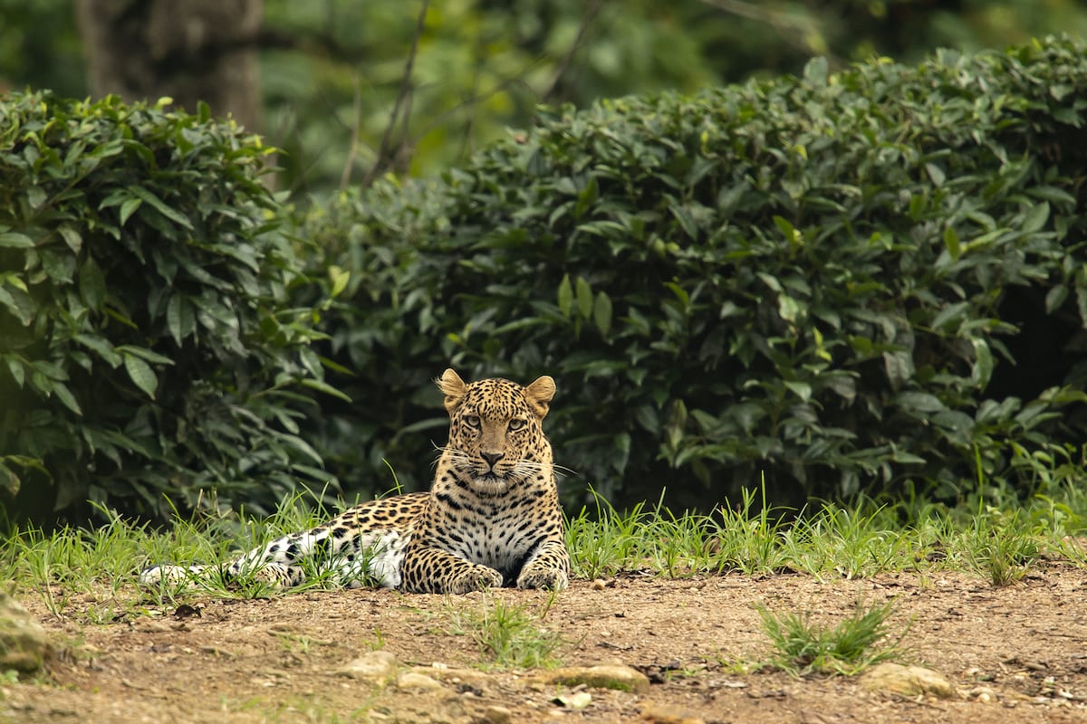 মানুষ-চিতাবাঘ লড়াই,আবারও আলিপুরদুয়ারে চা শ্রমিকের উপর ঝাঁপিয়ে পড়ল চিতা বাঘ!