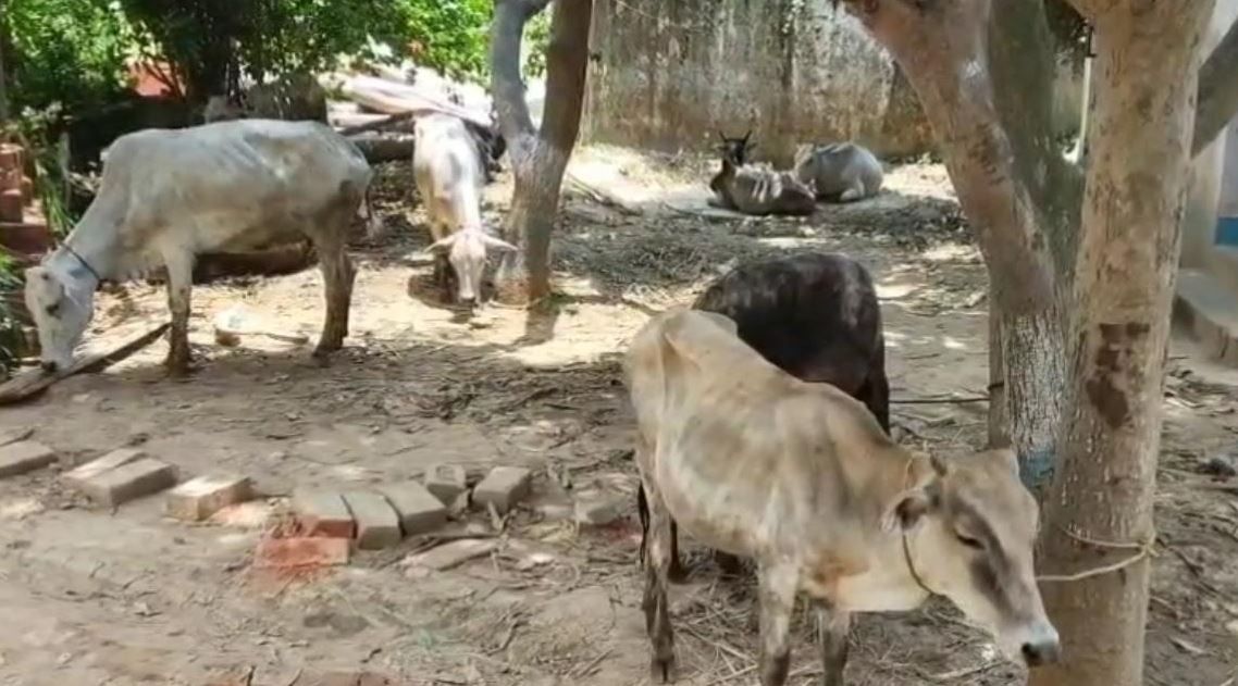 ভিন রাজ্য থেকে গরু পাচার রুখে দিল বেলিয়াবেড়া থানার পুলিশ,গরু পাচারের ঘটনায় গ্রেফতার ১, উদ্ধার ১০টি গরু!