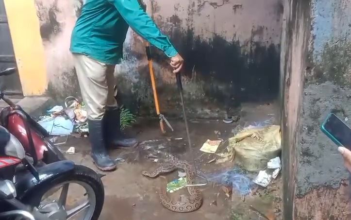 বন্যা কবলিত ঘাটালে বেড়েছে সাপের উপদ্রব!