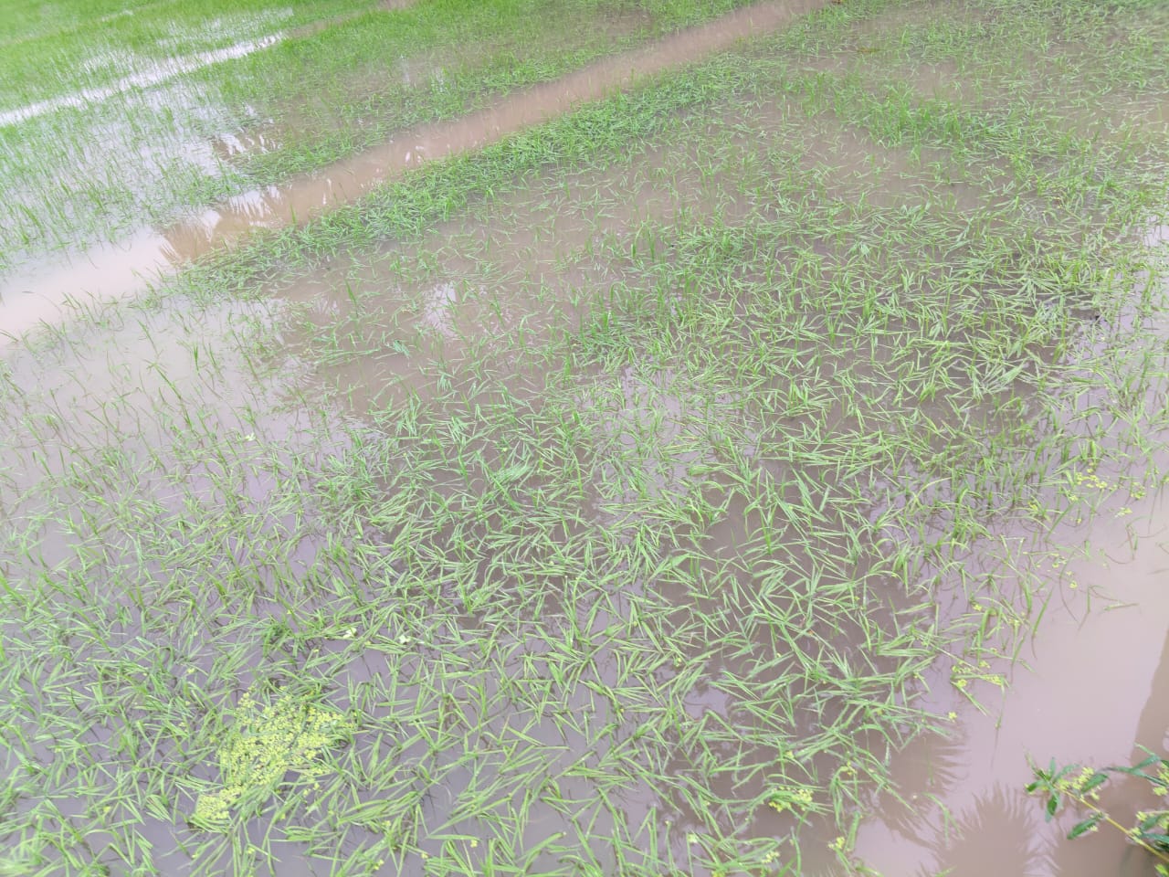 সাম্প্রতিক অতিবর্ষণজনিত পরিস্থিতি মোকাবিলা সহ ক্ষতিগ্রস্ত কৃষকদের উপযুক্ত ক্ষতিপূরণ প্রদানের দাবীতে জেলা শাসকের নিকট কৃষক সংগ্রাম পরিষদের স্মারকলিপি পেশ!