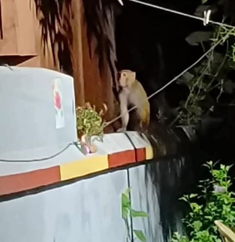 পশ্চিম মেদিনীপুর জেলার শালবনীতে বাঁদরের আক্রমণে আহত ৩০ জনের বেশি!