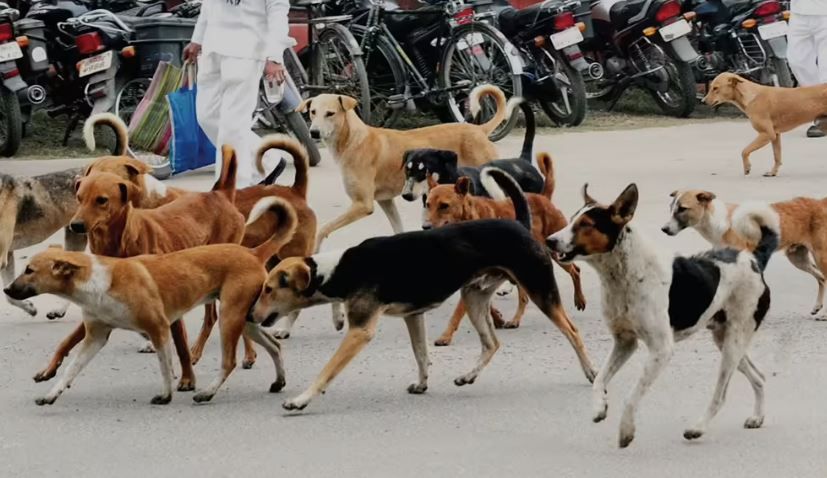 পথকুকুরদের নিয়ে রায় বদল সুপ্রিম কোর্টের!
