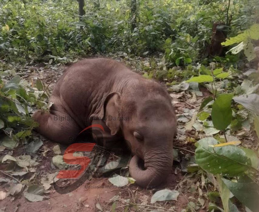 ভোররাতে হঠাৎ করেই কানফাটানো চিৎকারে কেঁপে উঠল শালবনি ব্লকের মিরগা জঙ্গল!