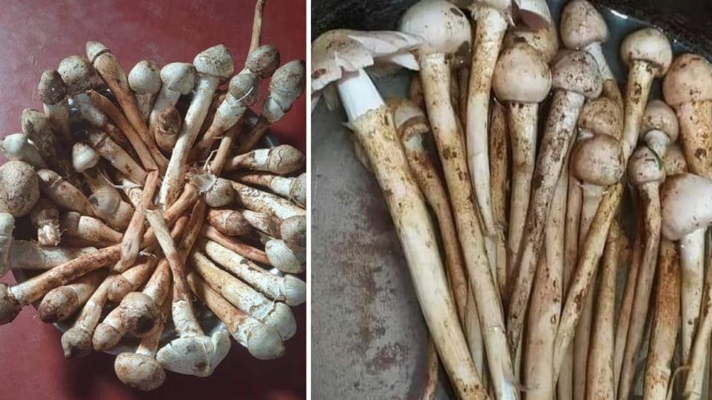 বছরের এই একটা সময়েই পাওয়া যায় দূর্গাছাতু, আলাদা আবেগে জঙ্গলমহলে!