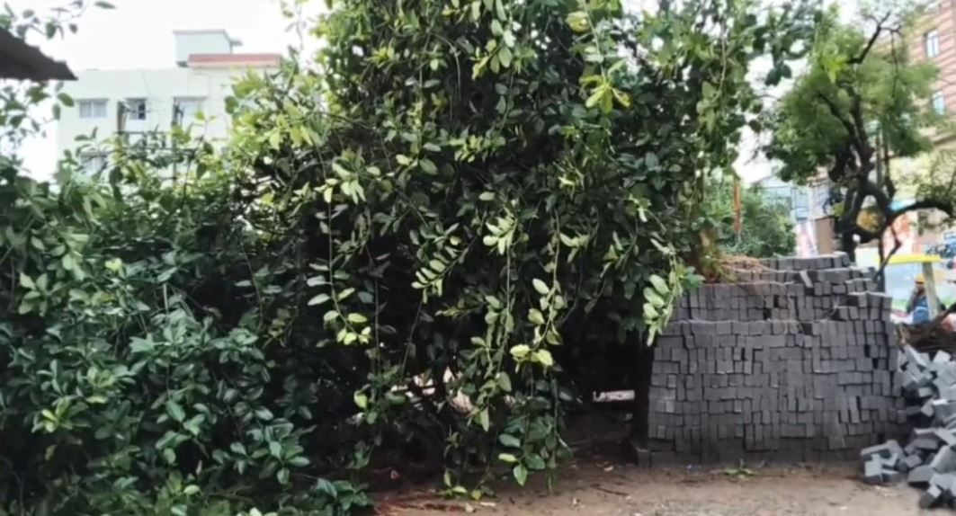 হঠাৎ ঝড় বৃষ্টিতে গাছ পড়ে বিপত্তি মেদিনীপুর শহরের কেরানিতলা এলাকায়!