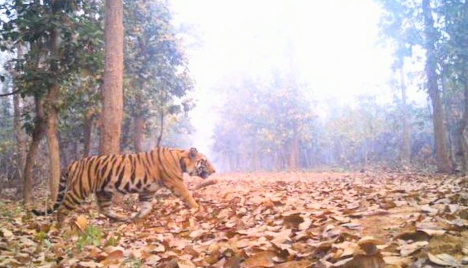 পুজোর মুখে ফের ঝাড়গ্রাম জেলার লালগড়ে বাঘের আতঙ্ক!
