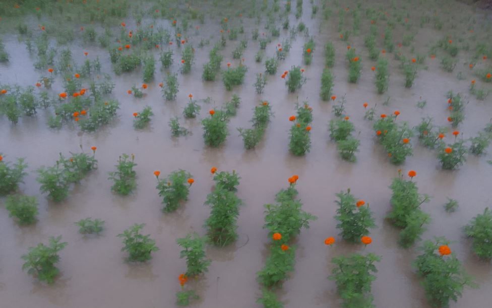 দুর্গাপূজায় পদ্ম ছাড়া সমস্ত ফুলের যোগানের সংকটের সম্ভাবনা!