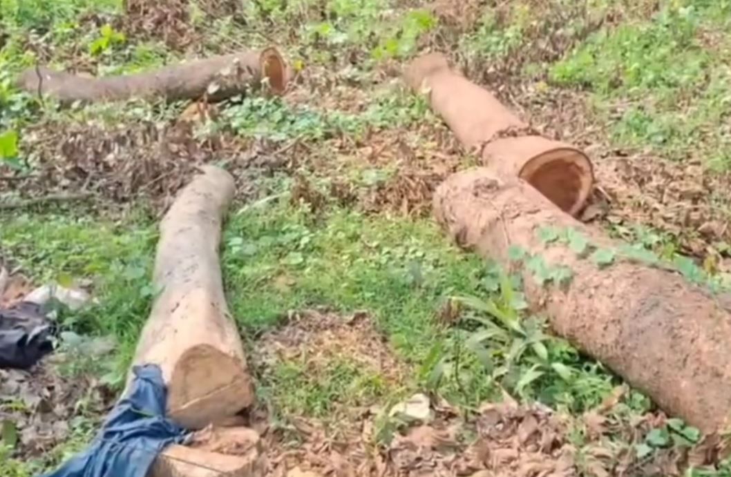 মেদিনীপুর শহরের নজরগঞ্জ এলাকায় ফের গাছ কাটার ঘটনায় তীব্র চাঞ্চল্য!