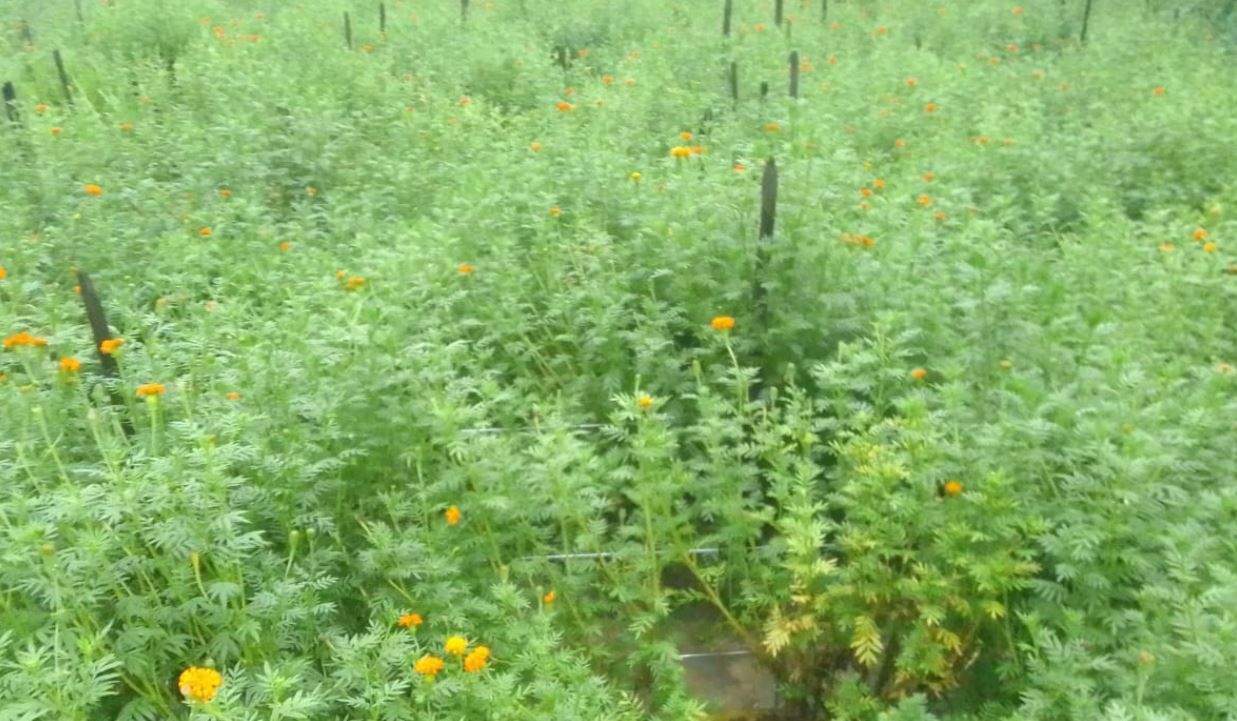 ঘূর্ণিঝড় মান্থার প্রভাবে আমনধান ও ফুলের ক্ষতি!