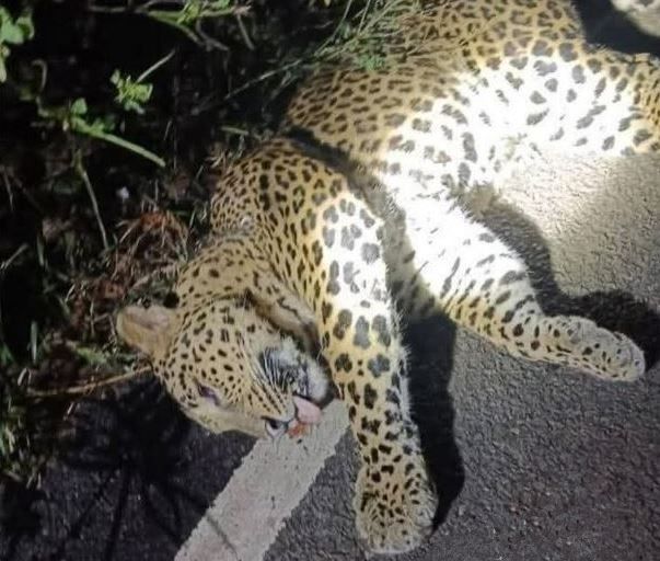 বিষ্ণুপুরের জঙ্গলের রাস্তায় পূর্ণবয়স্ক লেপার্ডের মৃতদেহ উদ্ধার!