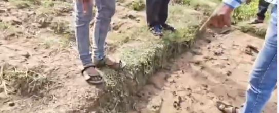 পশ্চিম মেদিনীপুর জেলার গড়বেতার বোস্টমমোড়ের কৃষি জমিতে দেখা মিলল বাঘের পায়ের ছাপ!