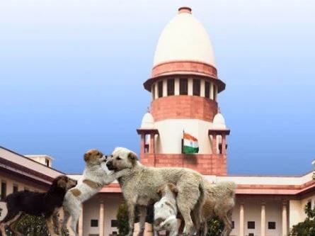 পথকুকুর সংক্রান্ত মামলায় বড় নির্দেশ দিল সুপ্রিম কোর্ট!
