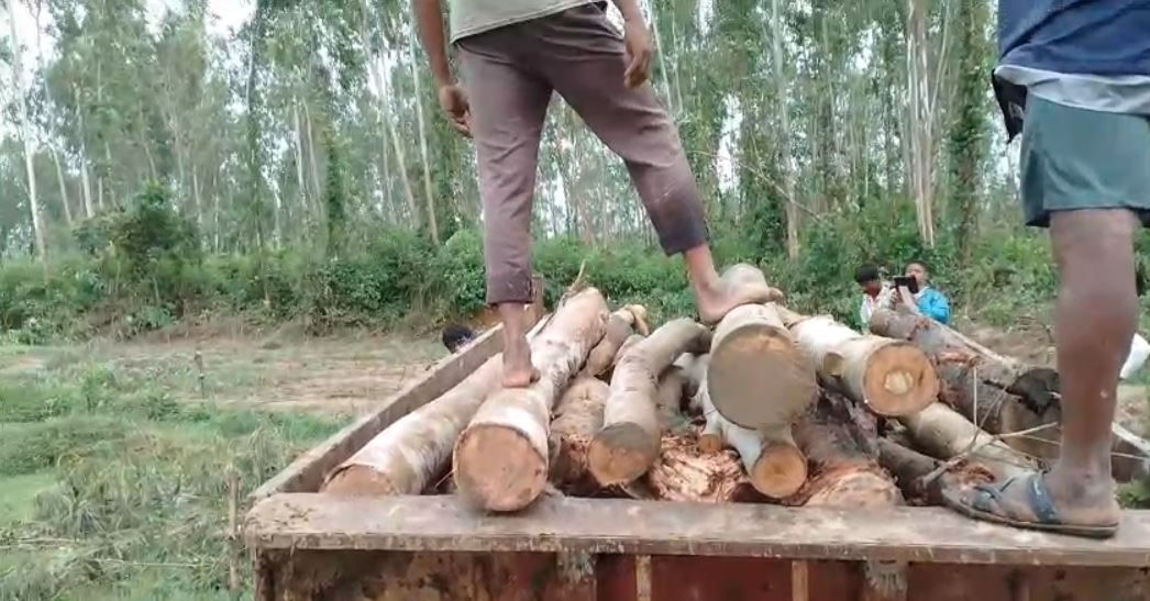 ফের গাছ কাটার অভিযোগ  গড়বেতা তিন নম্বর ব্লকের উড়িয়াসাই গ্রাম পঞ্চায়েতের বাবুইডাঙ্গা গ্রামে!