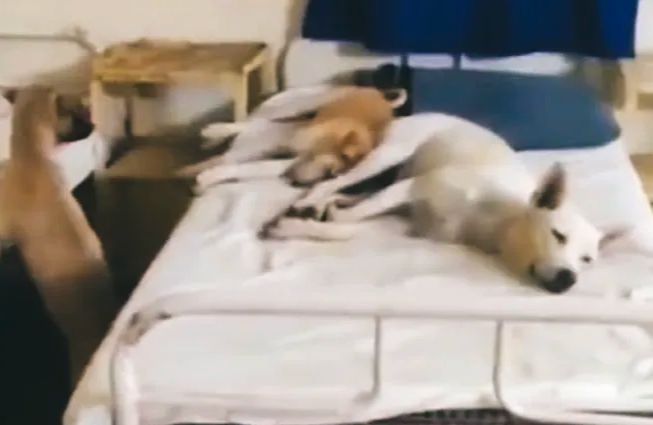 সরকারি হাসপাতালের বেডে রোগীর বদলে কুকুর! ভাইরাল ভিডিওতে তোলপাড়, সাফাইকর্মী বরখাস্ত!