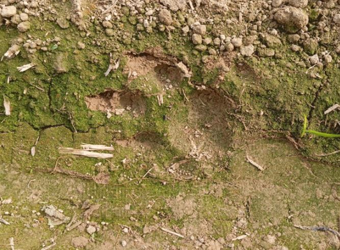 বাঁকুড়া জেলায় ফের বাঘ আতঙ্ক ছড়াল!