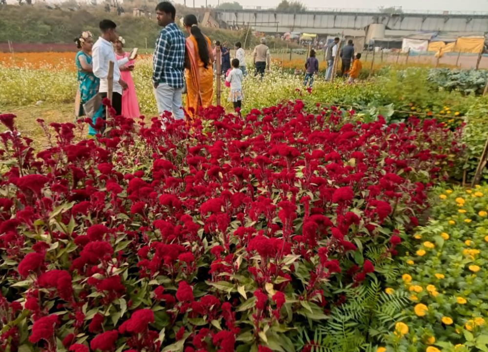 এশিয়ার বৃহত্তম ফুলবাগান - পূর্ব মেদিনীপুরের পাঁশকুড়ার ফুলের শহর ক্ষীরাই!