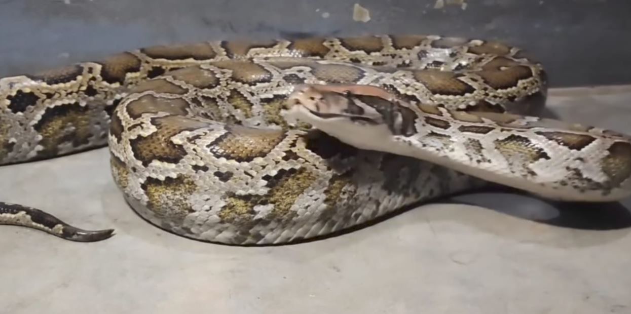 লোকালয়ে ময়াল সাপের আনাগোনা আতঙ্ক ও সচেতনতার মেলবন্ধন!