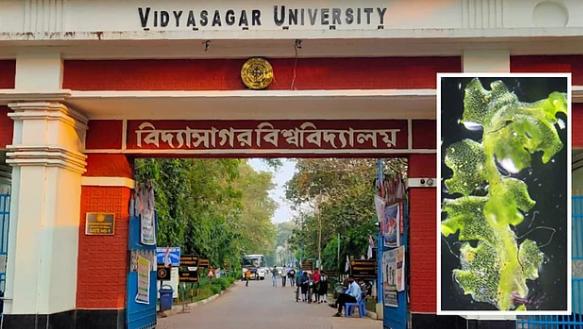 মেদিনীপুরের জঙ্গলে বিশেষ প্রজাতির উদ্ভিদের খোঁজ, সাফল্য বিদ্যাসাগর বিশ্ববিদ্যালয়ের!