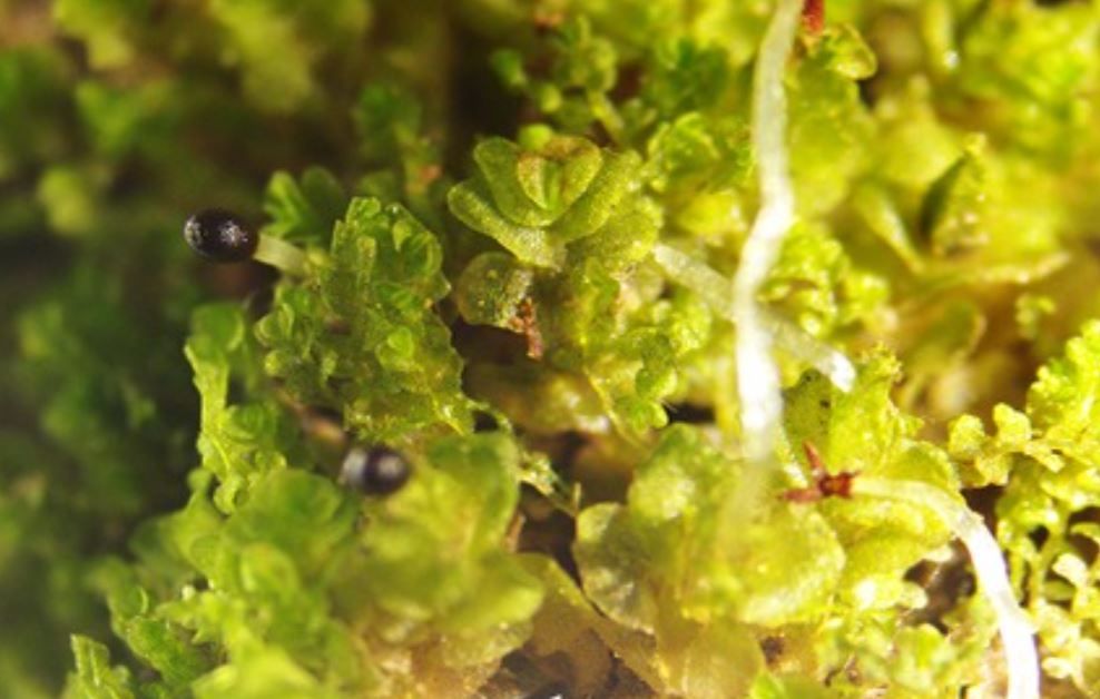 জঙ্গলমহলে মিলল নতুন উদ্ভিদ প্রজাতি, বিদ্যাসাগরের নামে নামকরণ—অযোধ্যা পাহাড়ে ঐতিহাসিক আবিষ্কার!