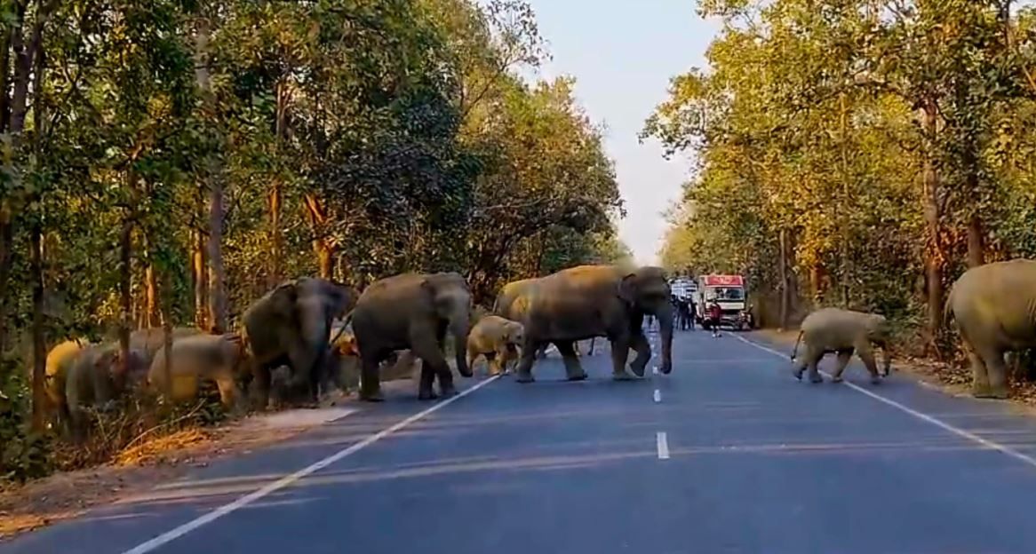 গোদাপিয়াশালে জাতীয় সড়ক পারাপার হাতির দল, সতর্কতার বার্তা বনদপ্তরের!