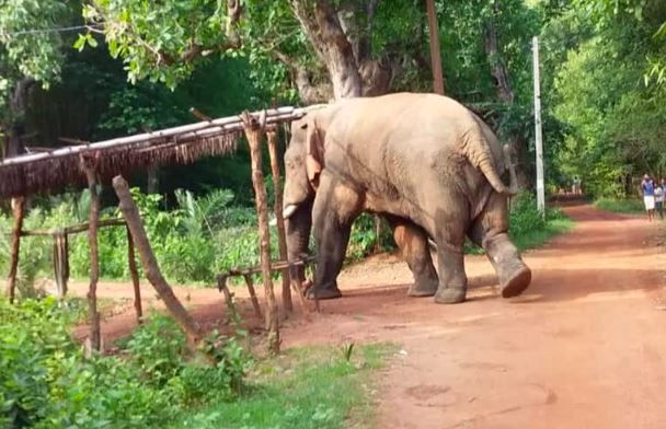 পুরুলিয়ায় হাতির হানায় মৃত্যু হল এক বৃদ্ধের!