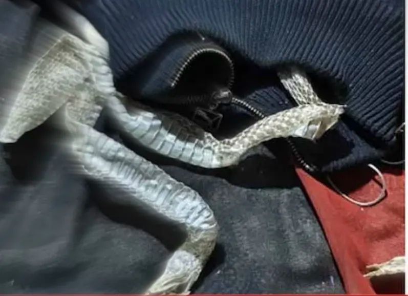 “মেয়ে সাপ হয়ে গেছে!”— মায়ের ফোনে চমক, সাপের খোলস রেখে উধাও ১৯ বছরের তরুণী!