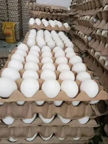 যুদ্ধের প্রভাব ডিমের বাজারে! অর্ধেকে নামল দাম, বিপাকে উৎপাদকরা