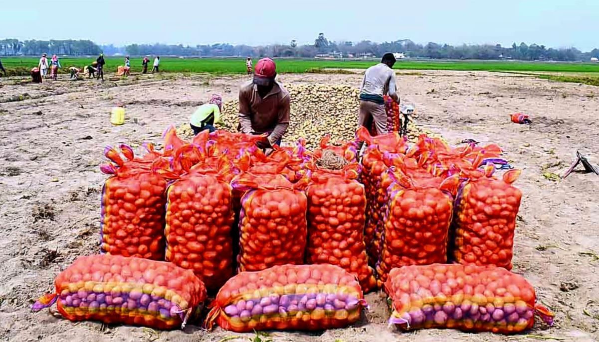 আলুর দাম পড়ে চাষির কান্না, উল্টে বাড়ছে বস্তার খরচ—দ্বিমুখী চাপে দিশেহারা কৃষকরা!