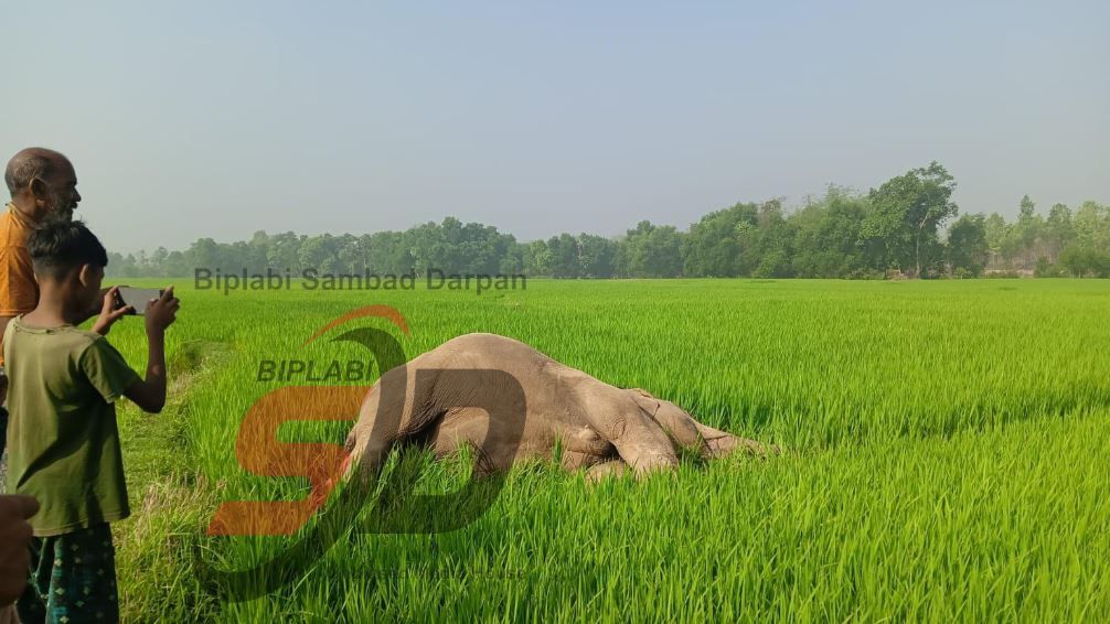ধানক্ষেতে মৃত পূর্ণবয়স্ক হাতি, মেদিনীপুরে চাঞ্চল্য—মৃত্যুর কারণ ঘিরে রহস্য!