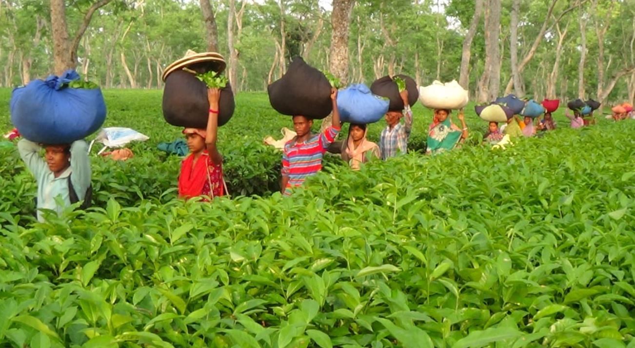 স্বাধীনতার ৭০ বছর পরেও বঞ্চনার অন্ধকারে আসামের চা জনজাতি—উন্নয়নের আলো এখনও দূরস্বপ্ন!