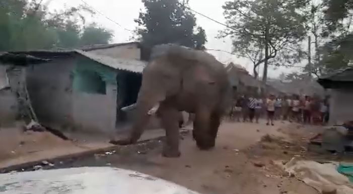 বন্দিদশা ভেঙে ভোটের দিন হাজির ‘রামলাল’! ঝাড়গ্রামের বুথের সামনে হাতি ঘিরে চাঞ্চল্য!