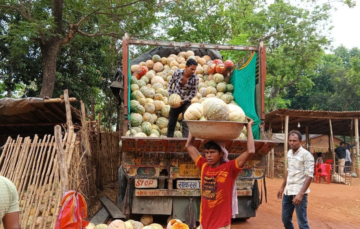 মৌমাছি নেই, মাঠে ফলন শূন্য! বিষ্ণুপুরে ভেঙে পড়ছে কুমড়ো চাষ, আমদানির পথে নির্ভরতা!