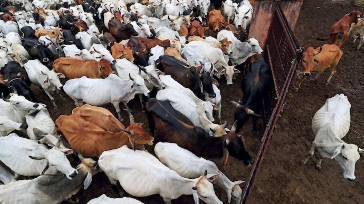 ঈদের আগে কোরবানি বিতর্কে বড় মন্তব্য কলকাতা হাইকোর্টের!