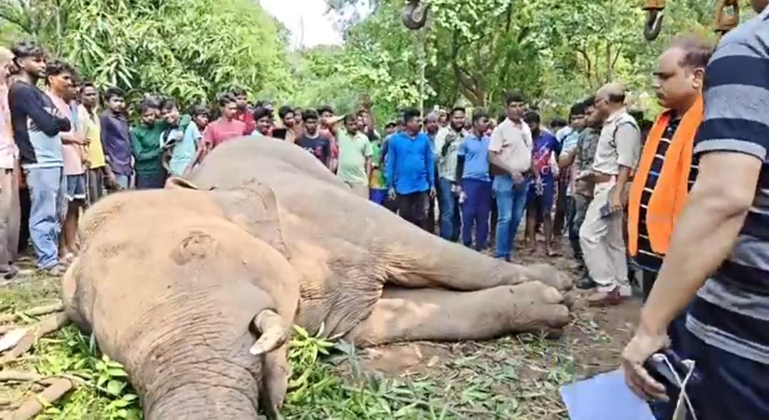 ঝাড়গ্রামে বিদ্যুৎস্পৃষ্ট হয়ে দাঁতাল হাতির মৃত্যু, চাঞ্চল্য এলাকায়!